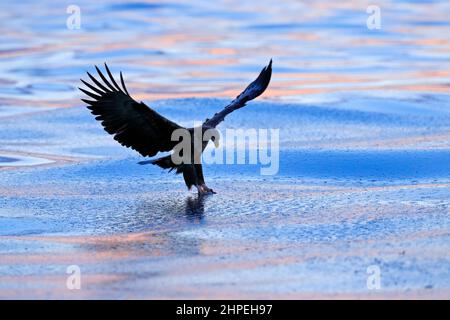 Sonnenuntergang am Meer. Schöner Steller's Seeadler, Haliaeetus pelagicus, mit Morgenaufgang, Hokkaido, Japan. Wildtierverhalten Szene, Natur. Greifvögel Stockfoto