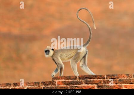 Langur in der Stadt. Mutter und Junge laufen an der Wand. Tierwelt Sri Lankas. Langur, Semnopithecus entellus, Affe auf dem orangen Ziegelgebäude Stockfoto