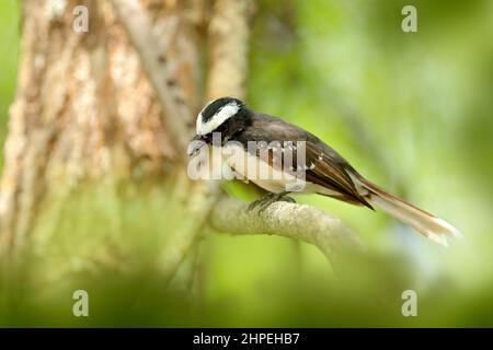 Weißbräunliche Fanta, Rhipidura aureola, kleiner Singvögel der Familie Rhipiduridaee aus Sri Lanka, Asien. Vogelwanderung im Wald natu Stockfoto