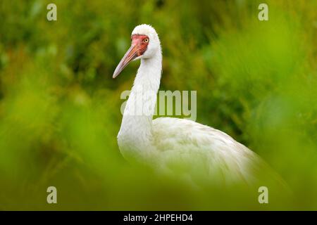 Sibirischer Kranich, Leucogeranus leucogeranus, auch bekannt als sibirischer Weißschneekran, seltener Vogel aus Russland. Detailreiche Nahaufnahme des weißen Vogels Stockfoto