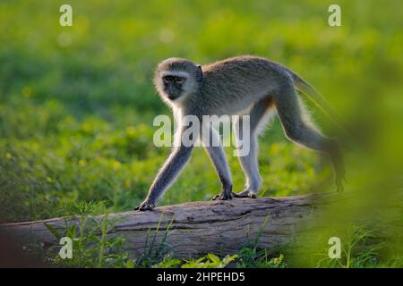 Affe - Mutter mit jungen Babe. Wildlife-Szene aus der Natur. Affe in grün. Vervet Affe, Chlorocebus pygerythrus, Porträt von grau und schwarz Gesicht Stockfoto