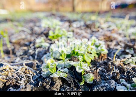 Die Pflanzung von jungen Erbsen Sämlinge sind mit Reif bedeckt, frühmorgendlicher Frost im Winter. Stockfoto