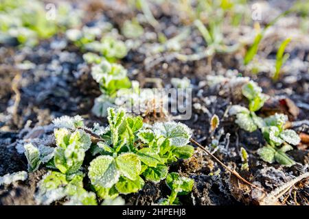 Die Pflanzung von jungen Erbsen Sämlinge sind mit Reif bedeckt, frühmorgendlicher Frost im Winter. Stockfoto