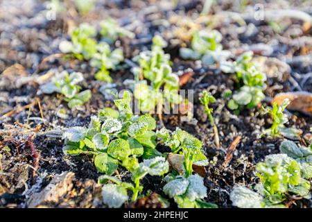 Die Pflanzung von jungen Erbsen Sämlinge sind mit Reif bedeckt, frühmorgendlicher Frost im Winter. Stockfoto