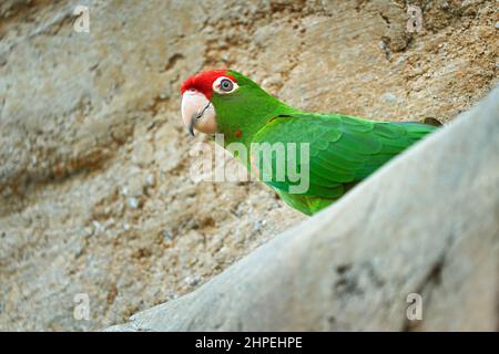 Grüner und roter Papagei. Cordillerasittich Psittacara frontatus, südamerikanische Papageienart. Es wird von Westekuador bis Sou gefunden Stockfoto