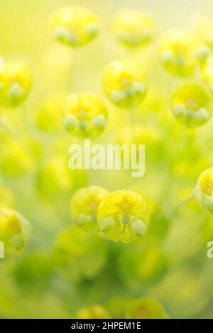 Leuchtend grüne Blüten der Frühlingsblume in einem englischen Landgarten - Nahaufnahme. Stockfoto