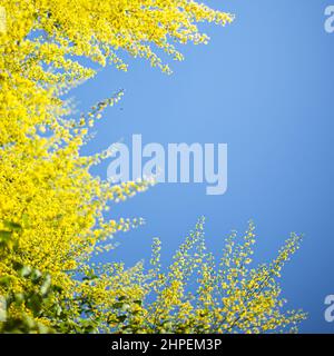 Rahmen für Text. Blauer Himmel und blühende gelbe Blumen. Frühlingsthemen. Stockfoto