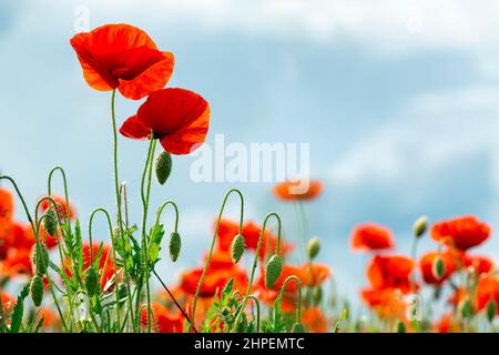 Schöne rote Mohnblumen am Himmel Stockfoto