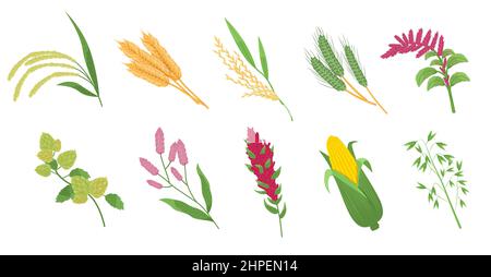 Getreidegräser. Cartoon flache Dornen mit Körnern und Samen, landwirtschaftliche Nutzpflanzen, Weizen, Mais und Hafer, Hirsepflanze, Roggen und Gerste, Ernte auf dem Bauernhof Stock Vektor