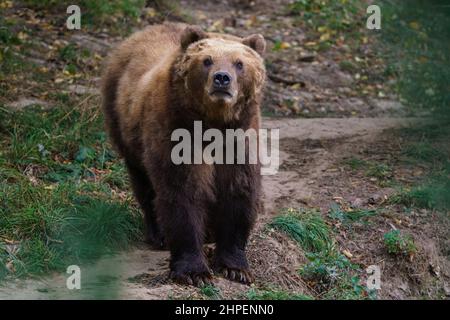 Kamtschatka Braunbär im Wald, Ursus arctos beringianus Stockfoto