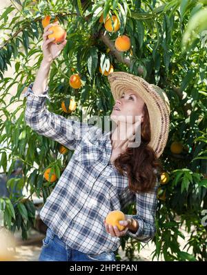 Frau pflückt Pfirsiche im Obstgarten Stockfoto