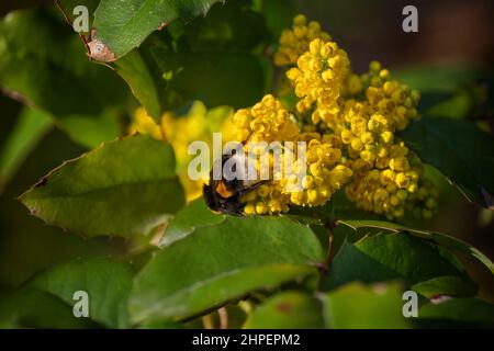 Berberis (Mahonia) Aquifoliumblüten mit Bumblebee-Insekt, Oregon-Traube oder Holly-leaved Berberry, Familie: Berberidaceae, einheimische Region: western Nort Stockfoto