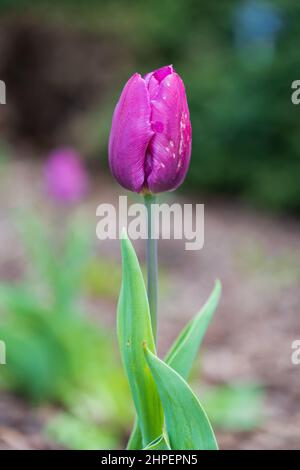 Einzelne Tulpenblume Tulipa 'Blue' in der Familie der Liliaceae, geringe Tiefenschärfe. Stockfoto