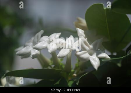 Stephanotis floribunda weiß wachsartige Blüten, gebräuchliche Namen: Madagaskar Jasmin, Wachsblume, Hawaiianische Hochzeitsblume oder Brautkranz, blühende Pflanze in t Stockfoto