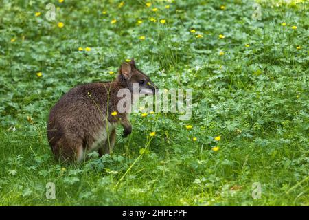 Parma Wallaby (Macropus parma) auf der Wiese, Kleinsäuger der Beutelgattung Notamacropus, Familie: Macropodidae, heimische Region: Australien. Stockfoto