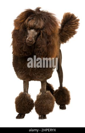 Pudel Hund auf weißem Hintergrund stehen Stockfoto