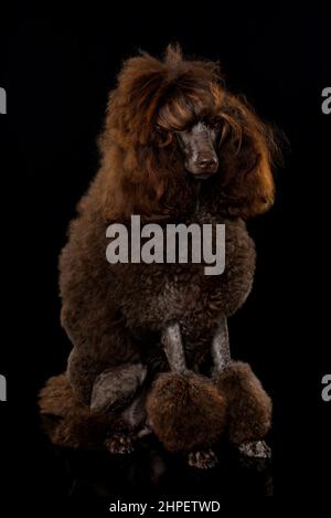 Brauner Pudel Hund auf schwarzem Hintergrund Stockfoto