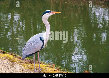 Tolle Nahaufnahme eines Graureihern (Ardea cinerea), eines langbeinigen Watvögels der Familie der Reiher, Ardeidae, im Garten der berühmten... Stockfoto