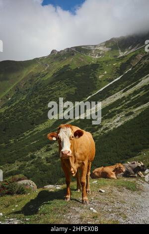 Stehende braune und weiße Kuh in hügeligen Grinzens. Bos Taurus in der europäischen Natur. Stockfoto