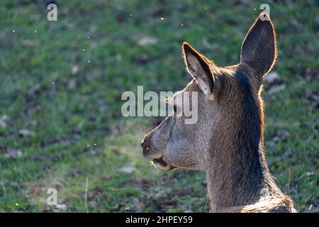 Porträt einer Rehe, fotografiert von ihrem Hinterkopf, nachdenkend. Das weiche Abendlicht trifft das Motiv von der Seite, beleuchtet und zeigt seine Konturen. Hochwertige Fotos Stockfoto