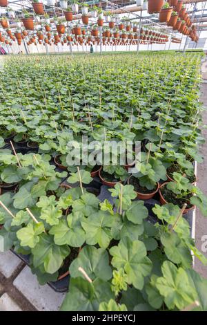 Reihen von jungen Pelargonium im Gewächshaus. Kleine Geranienpflanzen in der Baumschule Stockfoto