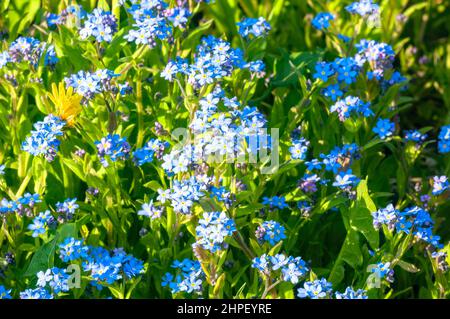 Kleine blaue Vergissmeinnicht blüht in der Sonne auf der Frühlingswiese. Frühlingsblüten Hintergrund. Stockfoto