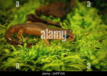 Nahaufnahme eines nachtaktiven sub-adulten Ensatina eschschschscholtzii salamander , sitzend auf Moos Stockfoto