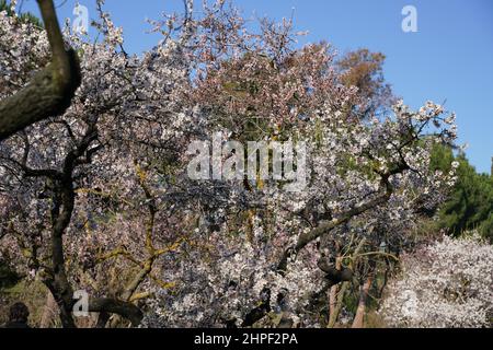 Mandelbäume in blühenden Parks Vorfreude auf den Frühling, in öffentlichen Parks in Madrid Stockfoto