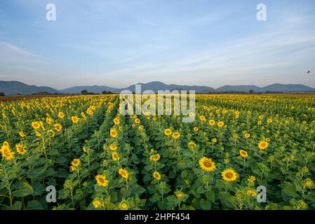 Panoramalandschaft mit Sonnenblumen, die auf dem Feld blühen, mit dem Hintergrund der Bergkette in der Provinz Lopburi, Thailand. Stockfoto