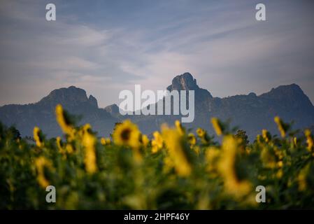 Wunderschöne Landschaft eines Berges mit verschwommenen Sonnenblumen im Vordergrund in der Provinz Lopburi, Thailand. Stockfoto