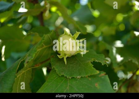 Reife Früchte der Haselnuss. Haselnussbaum, mit jungen Früchten. Stockfoto