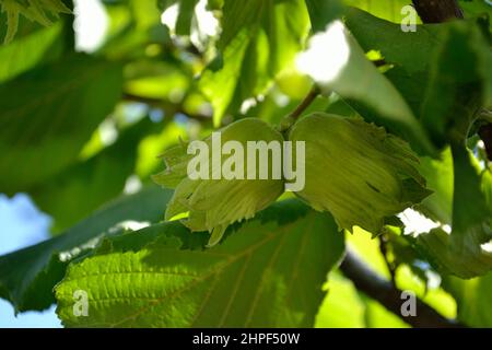 Reife Früchte der Haselnuss. Haselnussbaum, mit jungen Früchten. Stockfoto