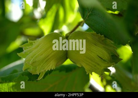 Reife Früchte der Haselnuss. Haselnussbaum, mit jungen Früchten. Stockfoto