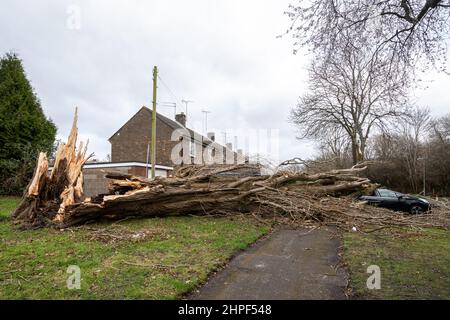 2022. Februar, Schaden Durch Sturm Eunice. Ein Auto, das vor den Häusern geparkt wurde, wurde während des Sturms Eunice in Marrowbrook Lane, Farnborough, Hampshire, England, Großbritannien, von einem großen umgestürzten Baum zerschlagen. Die höchste jemals in England gesehene windgeschwindigkeit von 122 mph wurde während des Sturms aufgezeichnet, der am 18th. Februar 2022 auftrat, einer von drei genannten Stürmen in 5 Tagen. Extremes Wetter ist mit der Klimakrise verbunden. Stockfoto