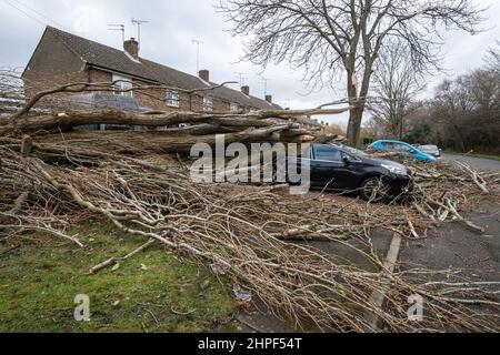 2022. Februar, Schaden Durch Sturm Eunice. Ein Auto, das vor den Häusern geparkt wurde, wurde während des Sturms Eunice in Marrowbrook Lane, Farnborough, Hampshire, England, Großbritannien, von einem großen umgestürzten Baum zerschlagen. Die höchste jemals in England gesehene windgeschwindigkeit von 122 mph wurde während des Sturms aufgezeichnet, der am 18th. Februar 2022 auftrat, einer von drei genannten Stürmen in 5 Tagen. Extremes Wetter ist mit der Klimakrise verbunden. Stockfoto