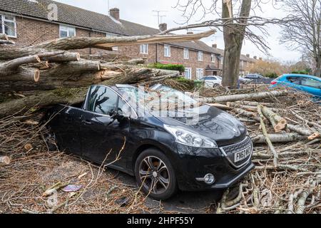 2022. Februar, Schaden Durch Sturm Eunice. Ein Auto, das vor den Häusern geparkt wurde, wurde während des Sturms Eunice in Marrowbrook Lane, Farnborough, Hampshire, England, Großbritannien, von einem großen umgestürzten Baum zerschlagen. Die höchste jemals in England gesehene windgeschwindigkeit von 122 mph wurde während des Sturms aufgezeichnet, der am 18th. Februar 2022 auftrat, einer von drei genannten Stürmen in 5 Tagen. Extremes Wetter ist mit der Klimakrise verbunden. Stockfoto