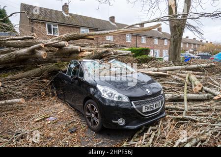 2022. Februar, Schaden Durch Sturm Eunice. Ein Auto, das vor den Häusern geparkt wurde, wurde während des Sturms Eunice in Marrowbrook Lane, Farnborough, Hampshire, England, Großbritannien, von einem großen umgestürzten Baum zerschlagen. Die höchste jemals in England gesehene windgeschwindigkeit von 122 mph wurde während des Sturms aufgezeichnet, der am 18th. Februar 2022 auftrat, einer von drei genannten Stürmen in 5 Tagen. Extremes Wetter ist mit der Klimakrise verbunden. Stockfoto