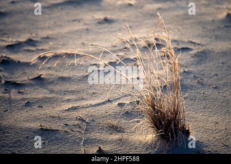 Frühmorgens im Winter im White Sands National Park in New Mexico Reif auf Gras. Stockfoto