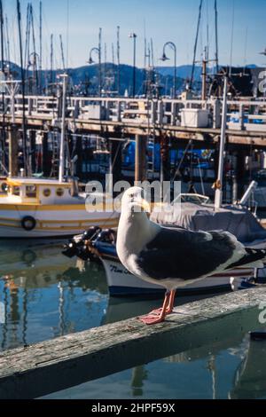 Eine Westmöwe, Larus occidentalis, thront auf einem Geländer in Fishermans Wharf, San Francisco, Kalifornien. Stockfoto