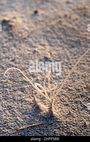 Frühmorgens im Winter im White Sands National Park in New Mexico Reif auf Gras. Stockfoto