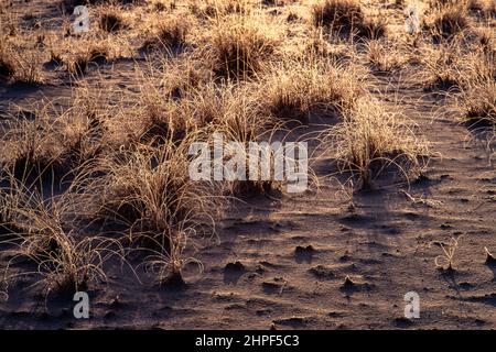 Frühmorgens im Winter im White Sands National Park in New Mexico Reif auf Gras. Stockfoto