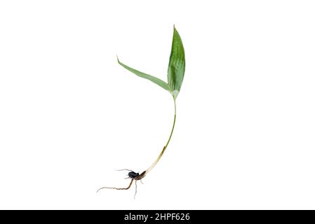 Ölpalme mit isolierten Wurzeln auf weißem Hintergrund. Stockfoto