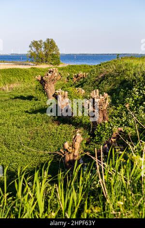 Landschaftlich schöner Blick auf Hollandsch Diep von Fort Buitensluis in Numansdorp Südholland, Niederlande Stockfoto