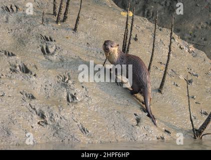 Otter sind fleischfressende Säugetiere der Unterfamilie Lutrinae. Otter, die in der Sundarban-Mangrove und ihrem Delta gefunden werden, leben in der Regel in Gruppen und ernähren sich von Fischen, Stockfoto