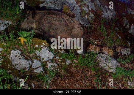 Wildschwein (Sus scrofa), erwachsenes Weibchen, gefolgt von fünf Jungen, Kampanien, Italien Stockfoto