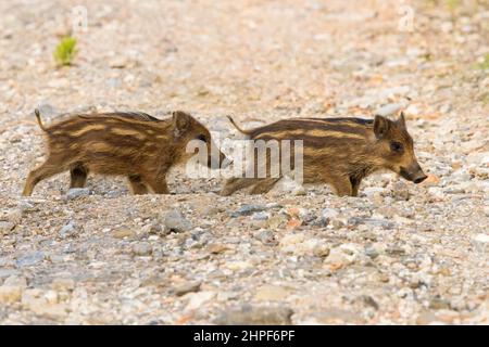 Wildschwein (Sus scrofa), zwei Jungen, die auf dem Boden stehen, Kampanien, Italien Stockfoto