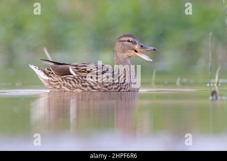 Mallard (Anas platyrhynchos), Seitenansicht einer erwachsenen Frau, die im Wasser schwimmt, Kampanien, Italien Stockfoto