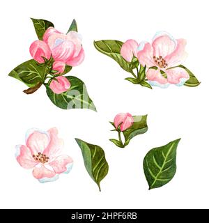 Aquarell-Set von blühenden Apfelbaum. Von Hand gezeichnete Apfelzweige mit Blättern, Knospen und Blüten. Für Einladungen, Stoff, Design und Hochzeitskarten. Stockfoto