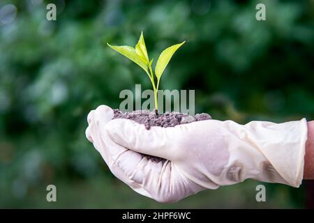 Frau hält jungen grünen Keimling in der Erde, Nahaufnahme. Ein Kirschkernling in den Händen einer älteren Frau. Oma pflanzt einen Baum im Garten. Stockfoto