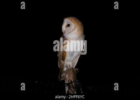 Scheune Owl (Tyto alba), Vorderansicht eines Erwachsenen auf einem Posten, Kampanien, Italien Stockfoto
